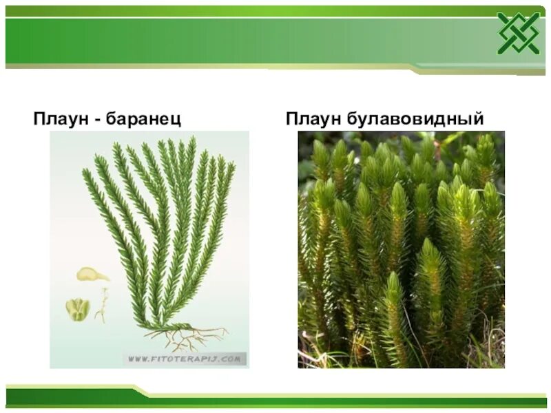 Плаун хвощи папоротник относятся к растениям. Плаун Баранец строение. Плаун булавовидный. Плаун Баранец биология. Плаун Баранец систематика.