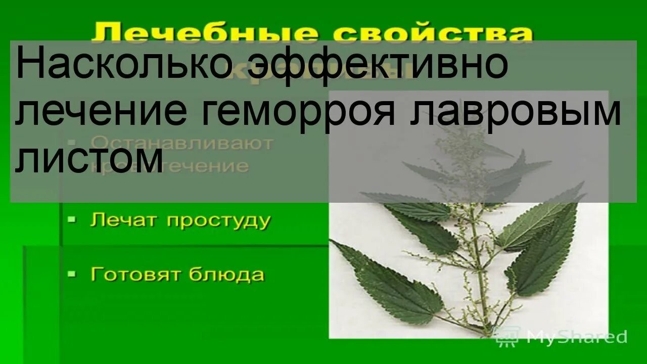 Насколько эффективно лечение. Лавровый лист от геморроя. Лечение геморроя Лавровым листом. Лавровый лист для геморрой. Народное средство от геморроя лавровый лист.