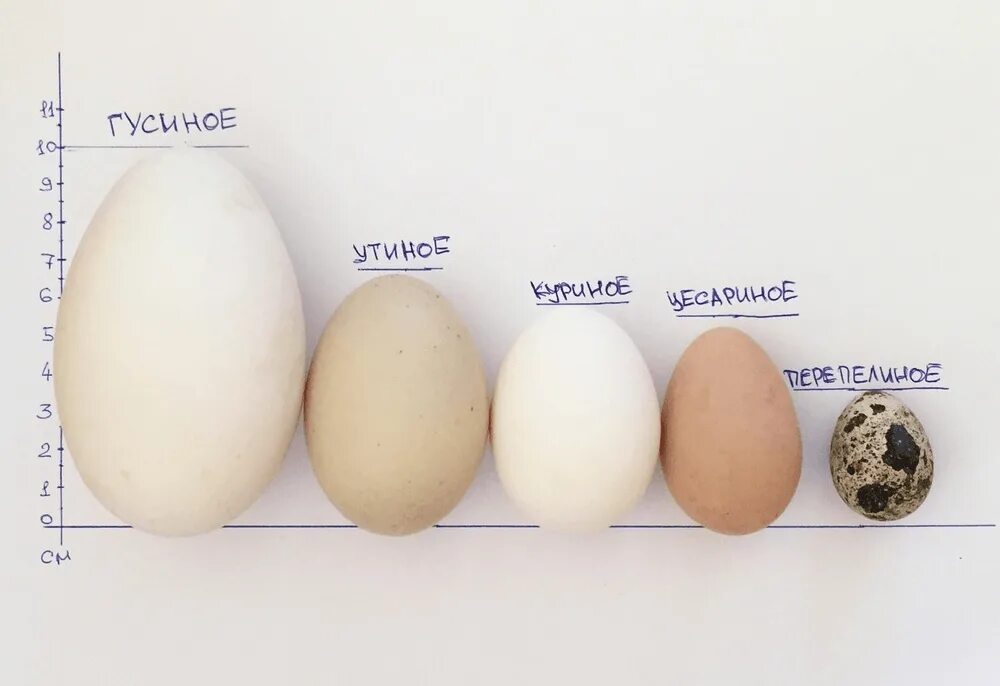 Инкубация утиных яиц Агидель. Яйцо цесарки размер. Размер индюшиного яйца. Утиное и куриное яйцо сравнение.