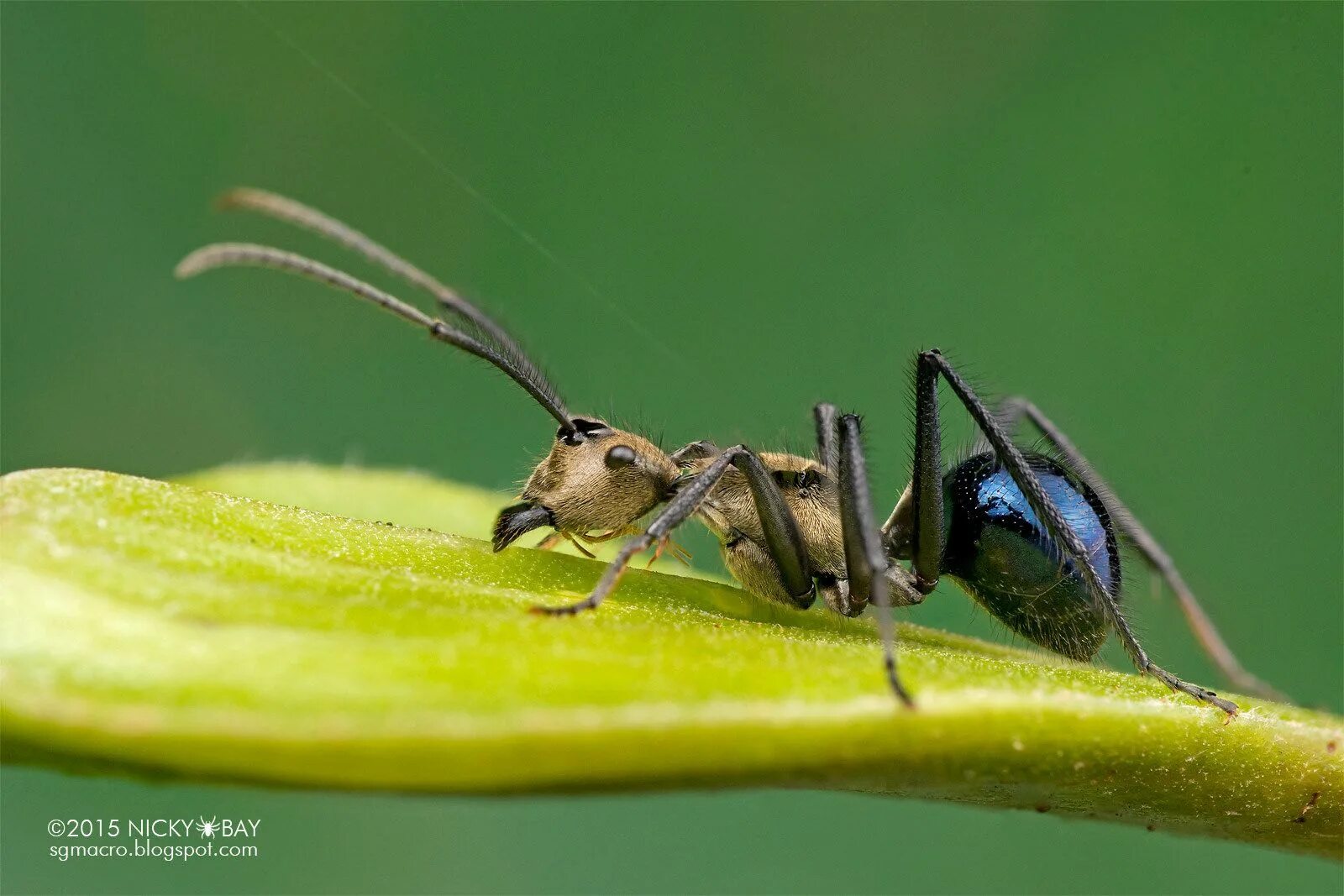 Красно синий муравей. Голубая оса — diamma bicolor. Синий муравей. Diamma bicolor blue ant. Blue ant.