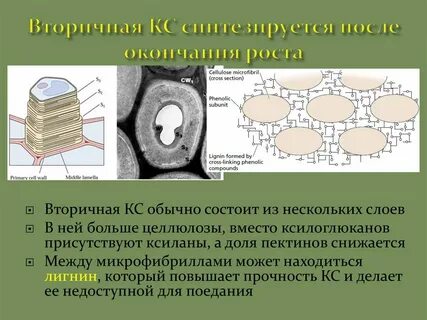 Какого значение клеточной стенки