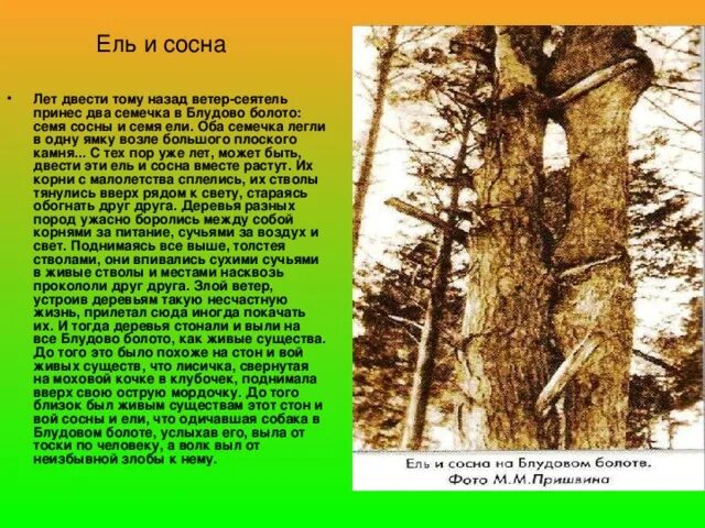 Это было несколько лет тому назад егэ. Кладовая солнца пришвин сосна и ель. Кладовая солнца ель и сосна отрывок. Ель и сосна на Блудовом болоте. История ели и сосны кладовая солнца.