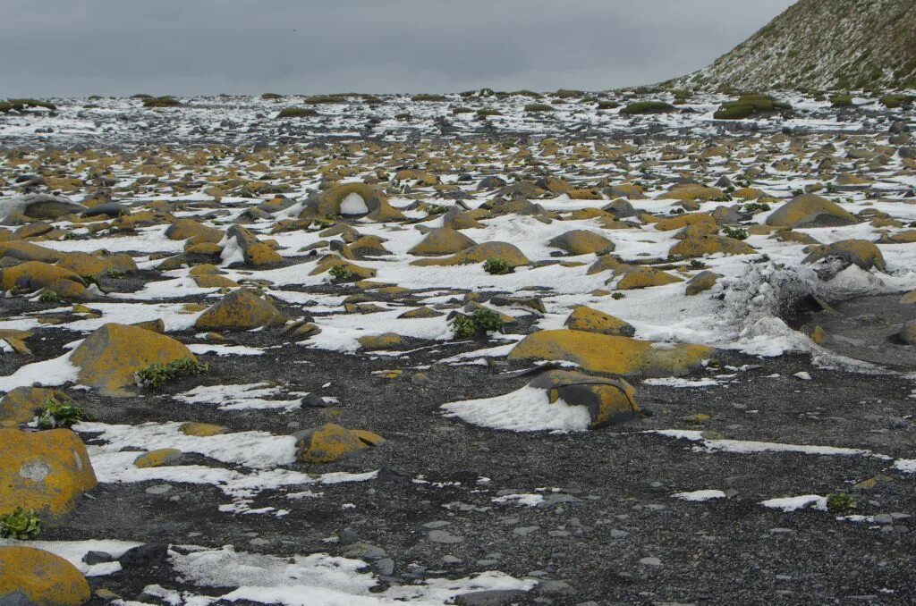 Антарктические Мохово-лишайниковые пустыни. Мхи и лишайники Антарктиды. Мхи лишайники водоросли в Антарктиде.