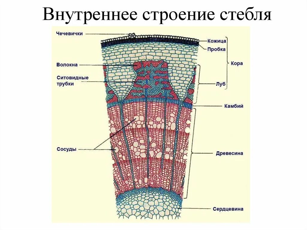 Камбий сосуды устьица древесинные волокна какое понятие. Строение стебля двудольного древесного растения. Поперечный срез древесного стебля биология 6 класс. Поперечный срез стебля двудольного древесного растения. Строение стебля Ксилема и флоэма.