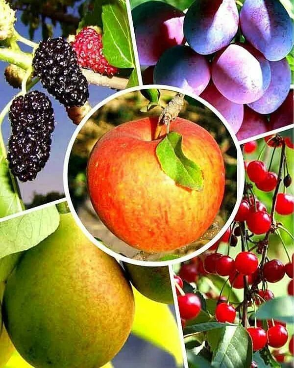 Саженцы плодовых. Плодовые культуры. Плодово-ягодные саженцы. Плодово ягодные растения.
