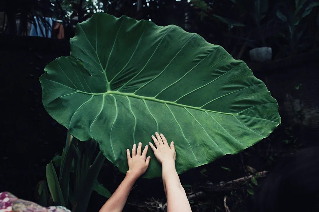 Уши слона растение. Слоновье ухо суккулент. Big Leaf. Big Leaf Shadow.