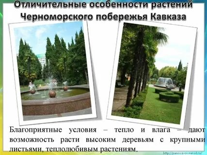 Почему на черноморском побережье богатая растительность