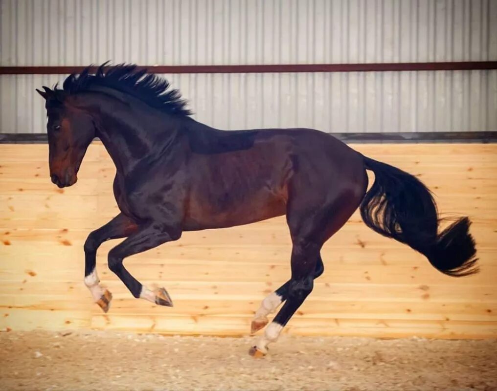 Хартли хорс. Жеребцов производителей. Коне форум. Жеребцов производителей. Ганноверская лошадь моджо.