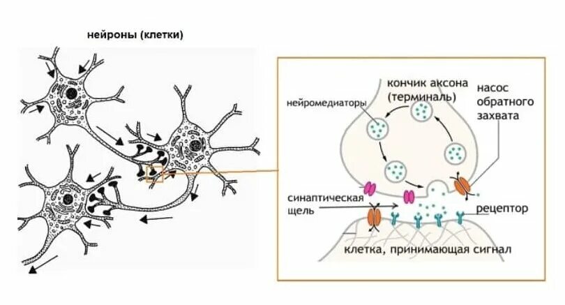 Несколько нервных клеток