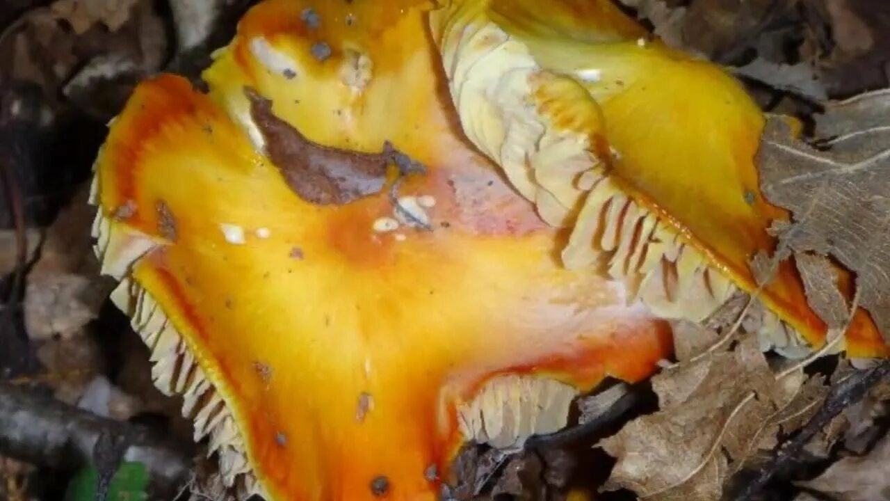 Payl:Amanita caesarea  Wikipedia