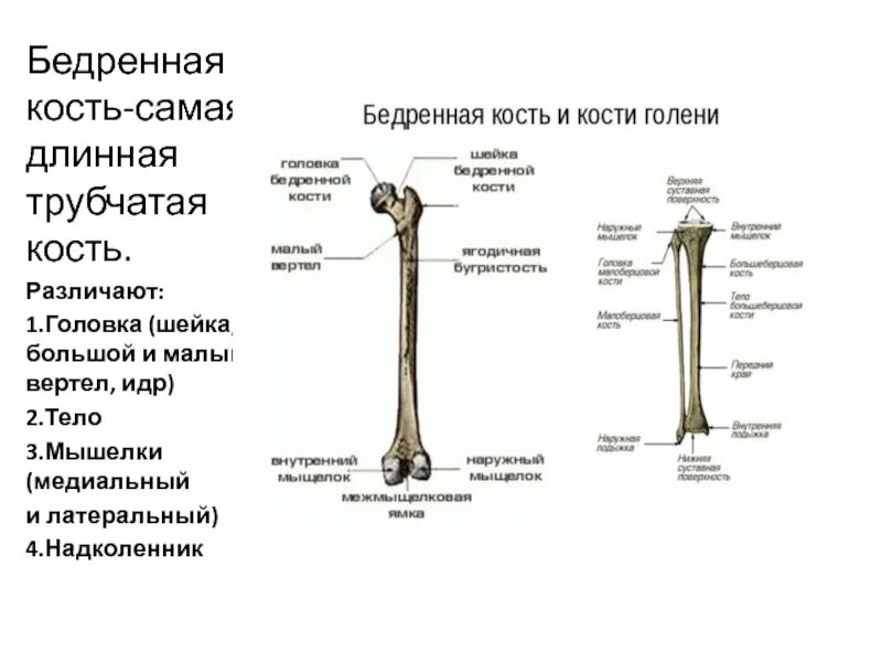 Шейка бедренной кости анатомия. Дистальный конец бедренной кости. Бедренная кость малый вертел. Дистальный эпифиз бедренной кости.