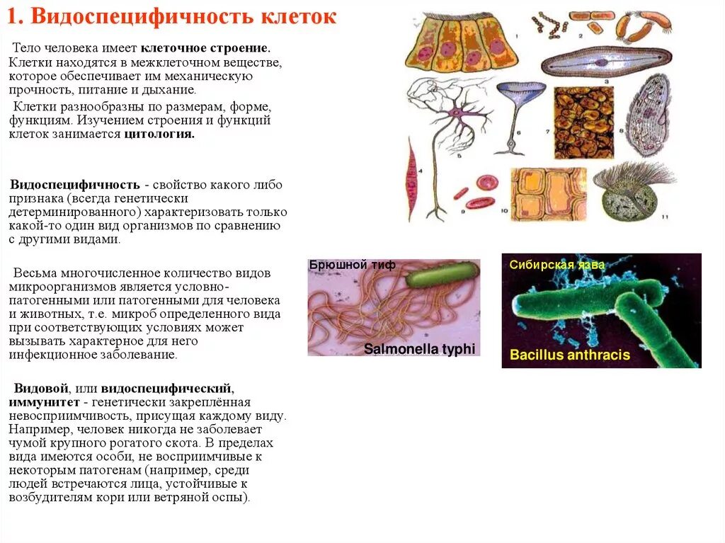 Человек имеет клеточное строение. Видоспецифичность клеток человека. Какие Размеры имеют клетки организмов. Клетки тела человека имеют. Организмы не имеющие клеточного строения.