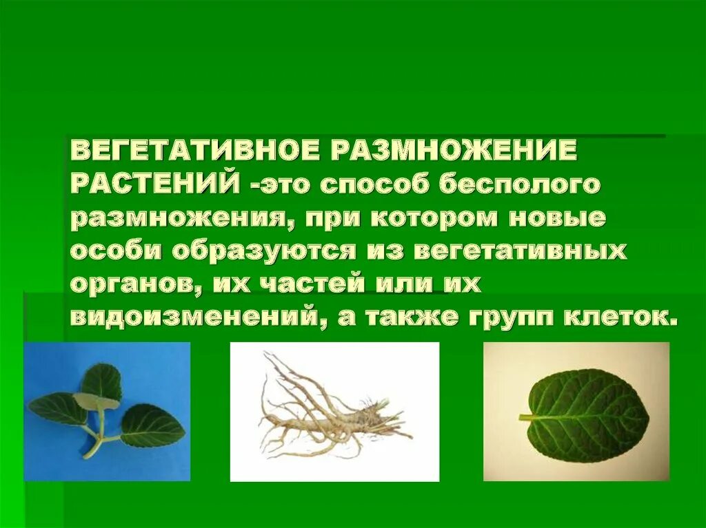 При вегетативном размножении используются. Вегетативное размножение. Вегетативное размножкни. Вегетативное размножение э. Вегетативное размножение это в биологии.