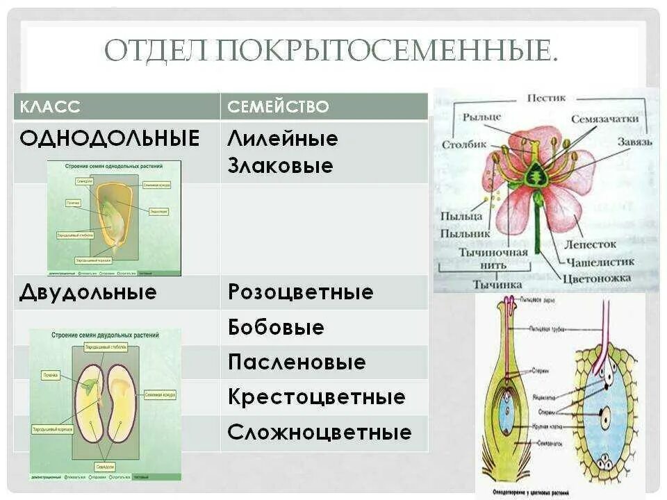 Отдел покрытосеменные строение