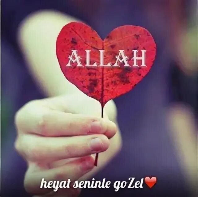 Dost sherlar
