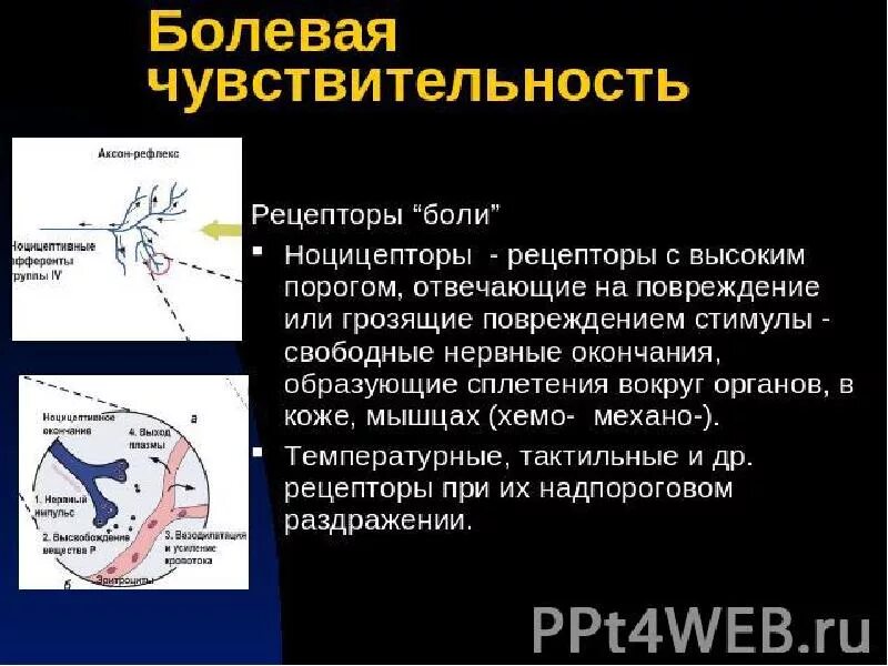 Периферический отдел болевого анализатора. Характеристика болевых рецепторов. Болевой анализатор центральный отдел. Рецепторы болевого анализатора. Периферический отдел болевого анализатора.