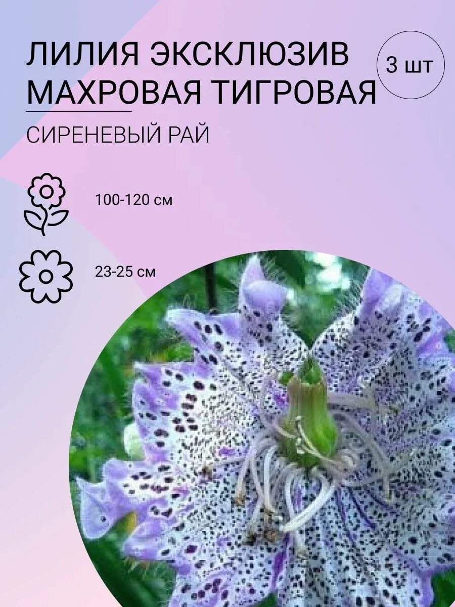 Сиреневый рай минус Фитостудия-63.ру