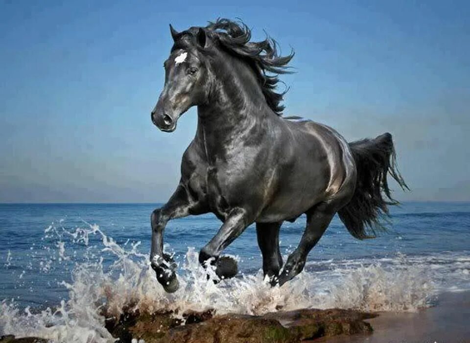 Черный конь скачет. Лошадь бежит. Лошадь скачет. Кони бегущие по воде. Лошадь бежит по морю.