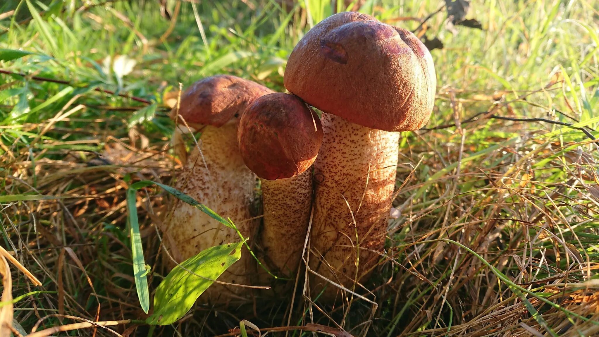 Гриб подосиновик большой. Как выглядит подосиновик. Подосиновик гриб фото. Рыжики грибы фото. Картинка грибы под деревом.