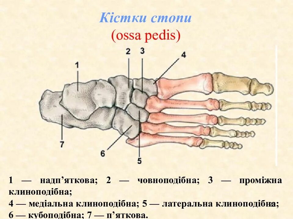 Стопа состоит из трех