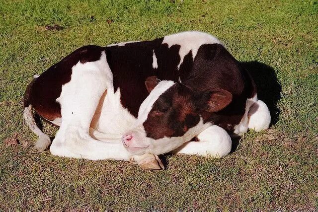 Сон коровка. Лежачая корова. Спящие коровы.