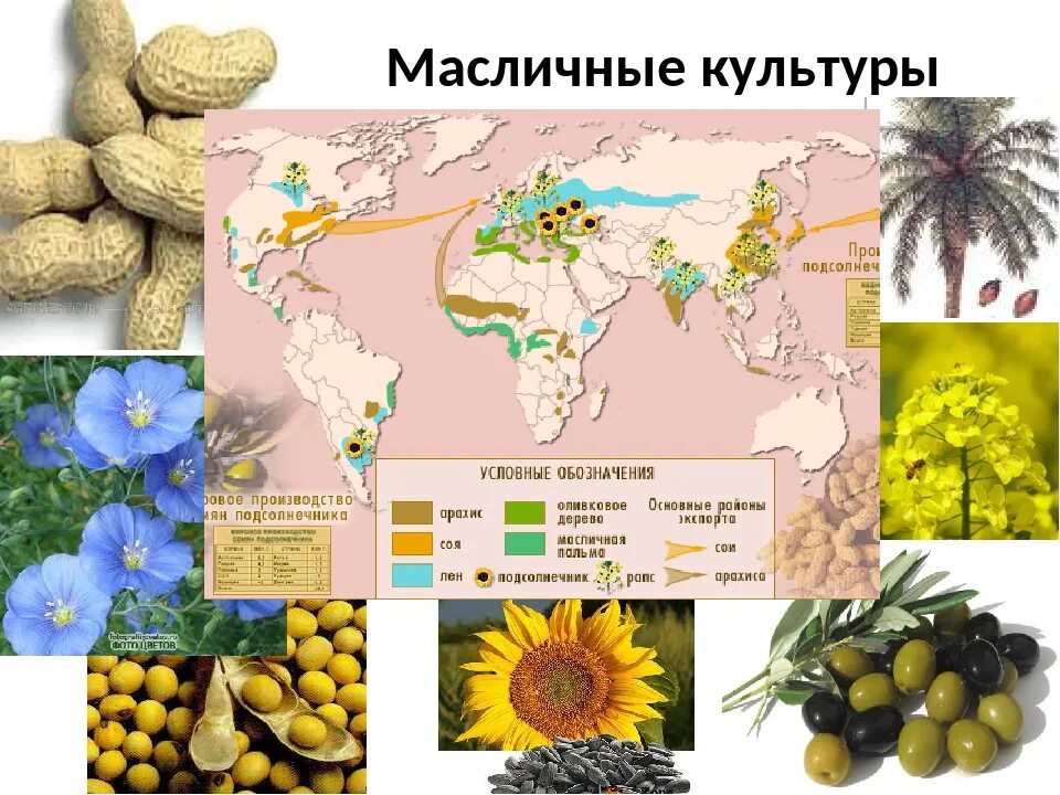 Масленичные культуры. Масличные культуры. Масленичные культуры России. Масличные технические культуры.