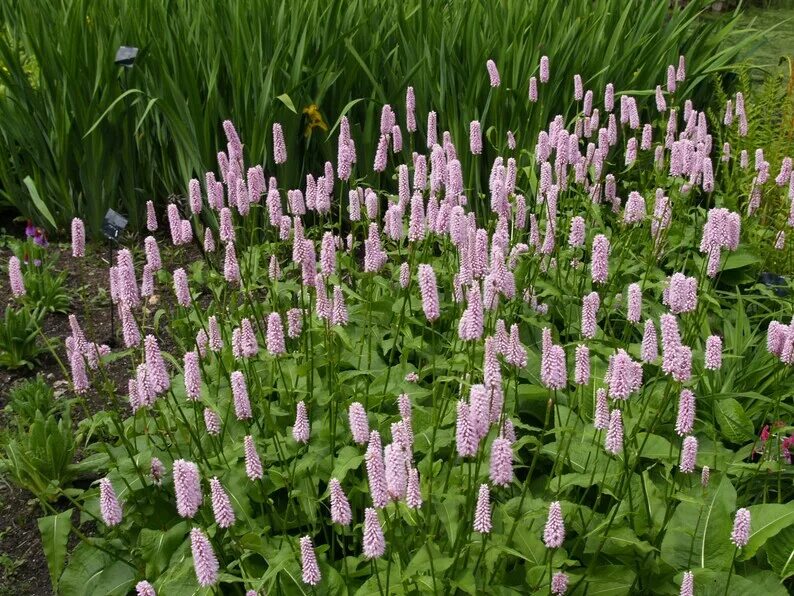 Змеевик большой. Горец змеиный (Polygonum bistorta). Горец змеиный superba Суперба. Persicaria bistorta. Горец змеиный (Persicaria bistorta `hohe Tatra`).