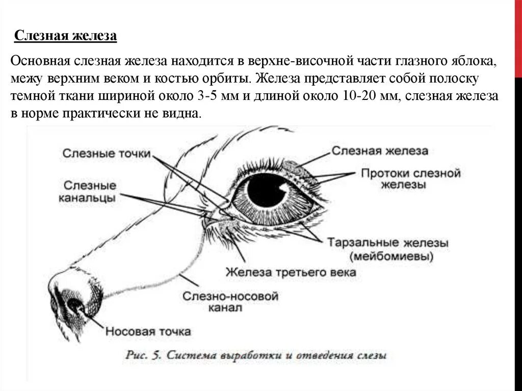 Слезные железы у собак. Иннервация слезной железы схема. Строение слезной железы. Иннервация слезной железы анатомия. Строение век- мейбомиевы железы.