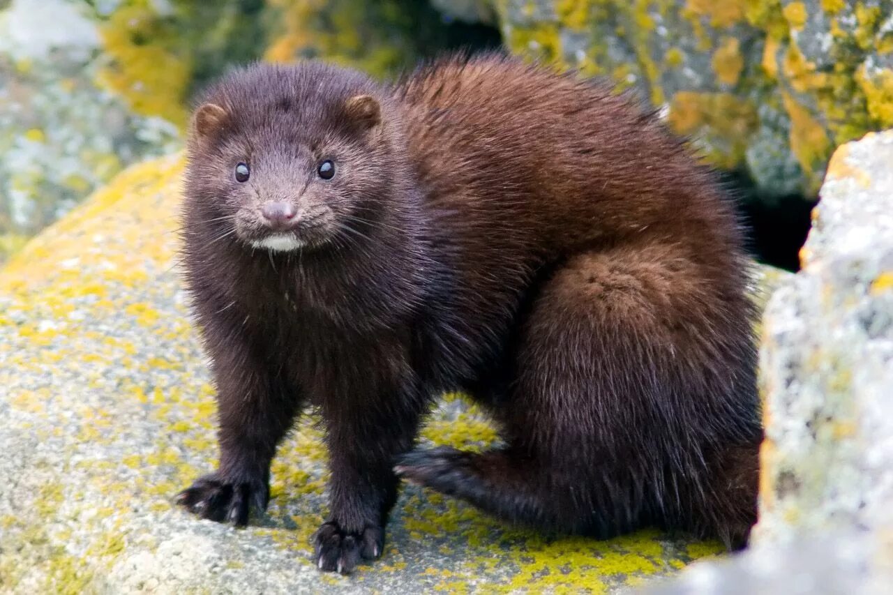 Кавказская европейская норка (Mustela lutreola turovi). Американская норка Neovison Vison. Американская норка (Mustela Vison). Среднерусская европейская норка.