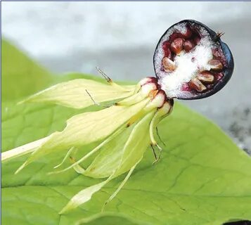 Eye plant