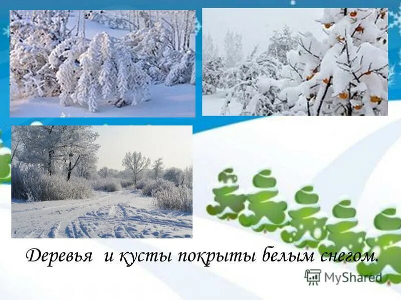 белый снег фото. кусты в снегу. деревья в снегу. снегов колючих да морозов трескучих. зимние деревья и кустарники.