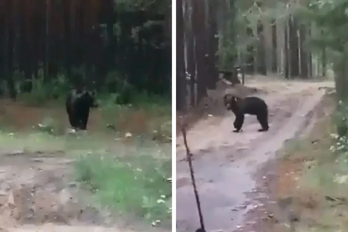 Нападение лесу. Медведь в лесу.