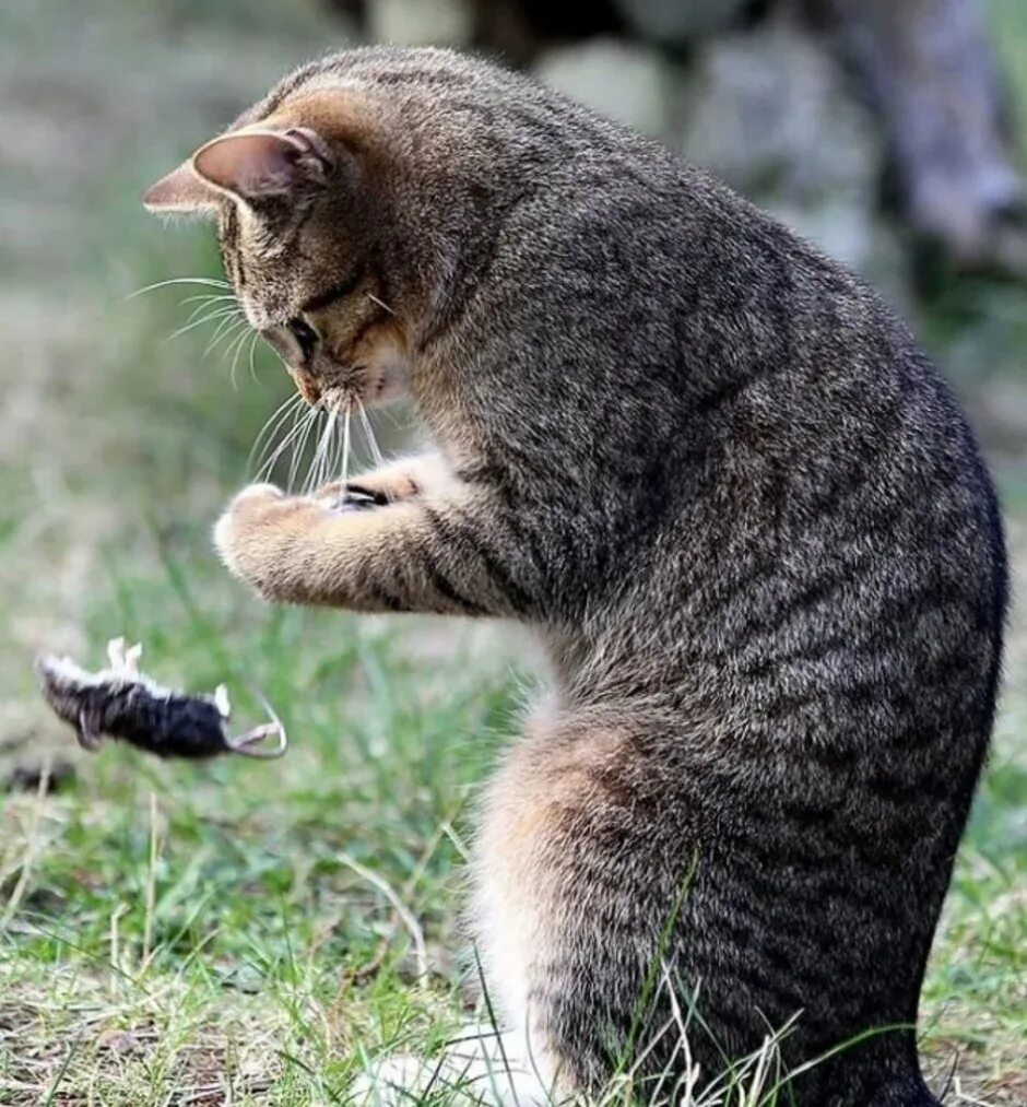 Кот ловит мышь. Кошка охотится. кот охотится на мышь. кот и мыши. кошка ловит мышь.