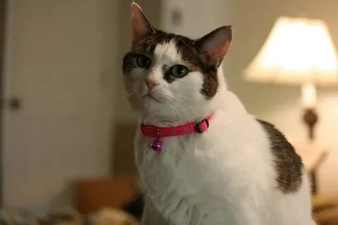 Какая кошка нравится