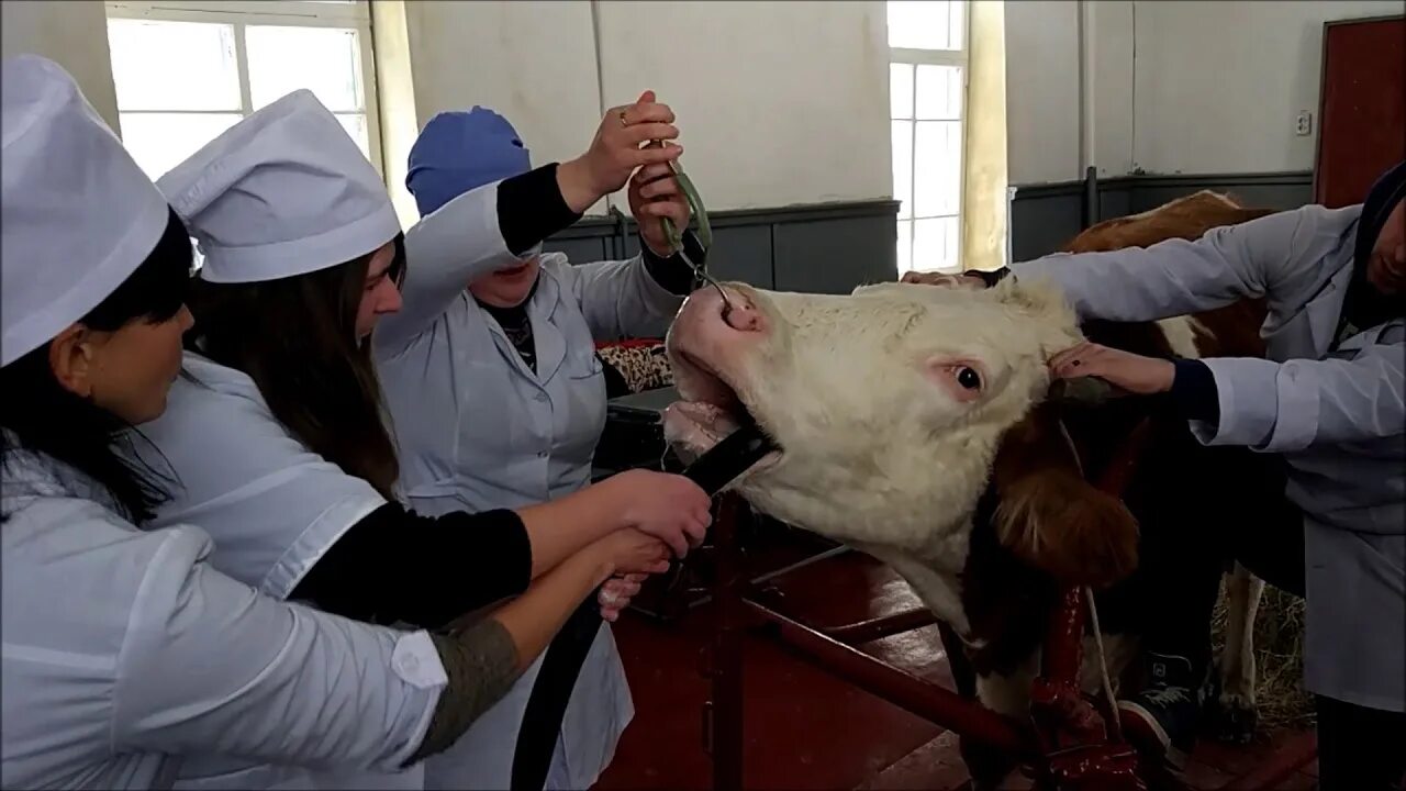 Ветеринарный колледж сергиев посад. Практика студентов ветеринаров. Практика студента ветеринарного факультета. Студенты ветеринары на практике. Практика студентов ветеринаров.