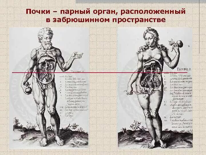 Парные органы у человека список. 3 парных органах