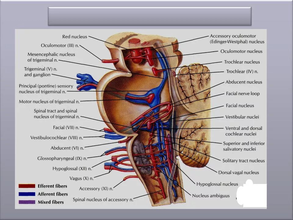 1 4 черепные нервы. 9-12 Нервы Черепные нервы. Ядра черепных нервов анатомия. Топография ядер черепных нервов. Топография Корешков черепных нервов.