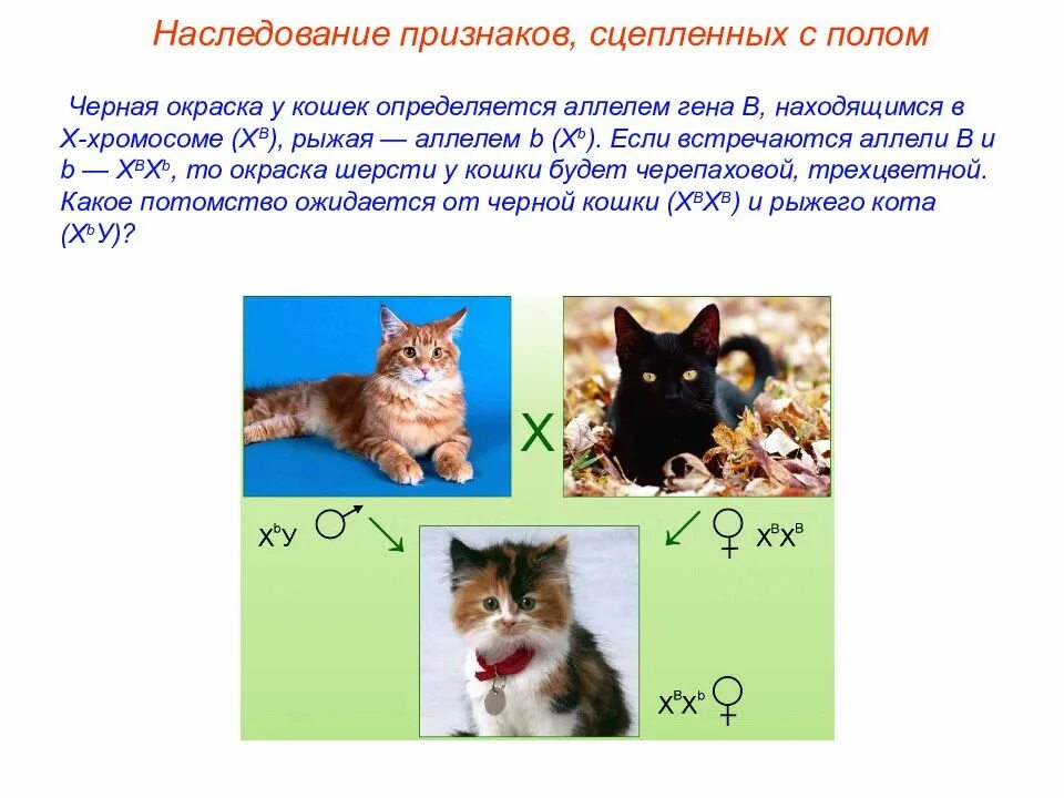 Генетика пола презентация. Генетика кошек. Задача по генетике с трехцветными кошками. Генотип трехцветной кошки. Ген короткой шерсти а у кошек доминирует