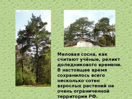 Сосны на донбассе книга