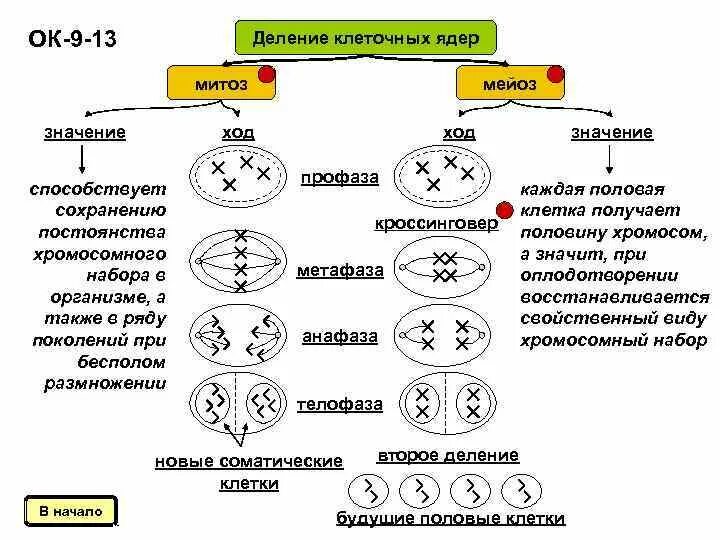 Размножение клетки жизненный цикл. Клеточный жизненный цикл деление клетки. Цикл деления клетки схема. Биология 9 класс клеточный цикл митоз. Схема клеточного цикла митоза.