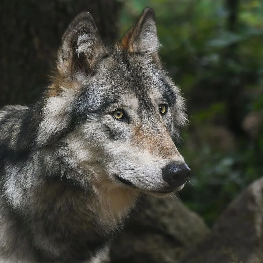 Wolf старый. Волчья собака Сарлоса черная. Среднесибирский волк. Морда волка. Голова волка.