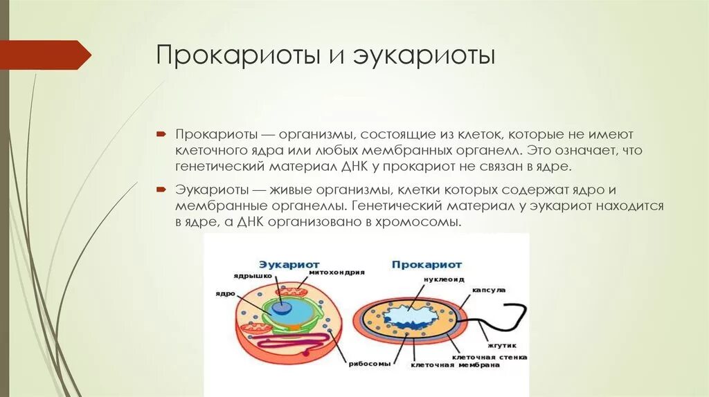 Деление клеток прокариот. Строение клетки прокариот 5 класс биология. Строение клетки прокариот и эукариот. Строение клеток прокариот и эукариот кратко. Прокариоты и эукариоты 5 класс.