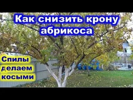 Абрикос крона
