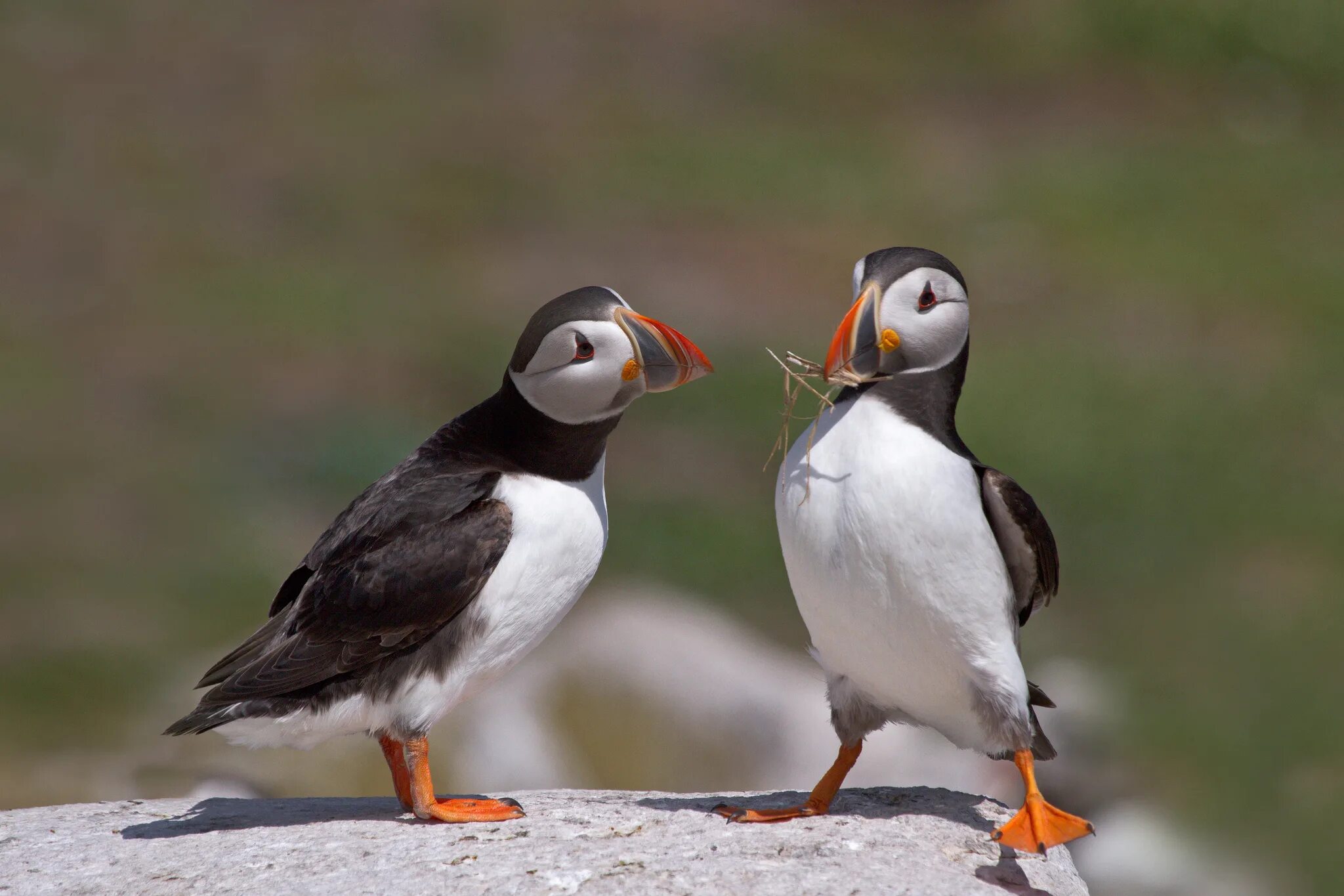 райская мухоловка птица. природа птицы. имя животных и птица. редкие красивые птицы. хохлатая сова.