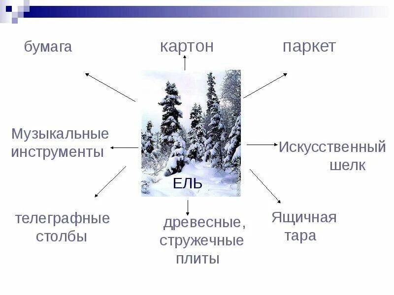 Как человек использует ели. Применение ели. использование древесины ели. что делают из ели древесины. где используется ель человеком.