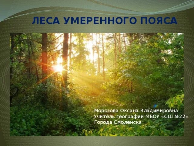 Леса умеренного пояса конспект. Лесные зоны умеренных поясов. Зоны умеренного пояса. Леса умеренного пояса растительный мир. Лес схема.