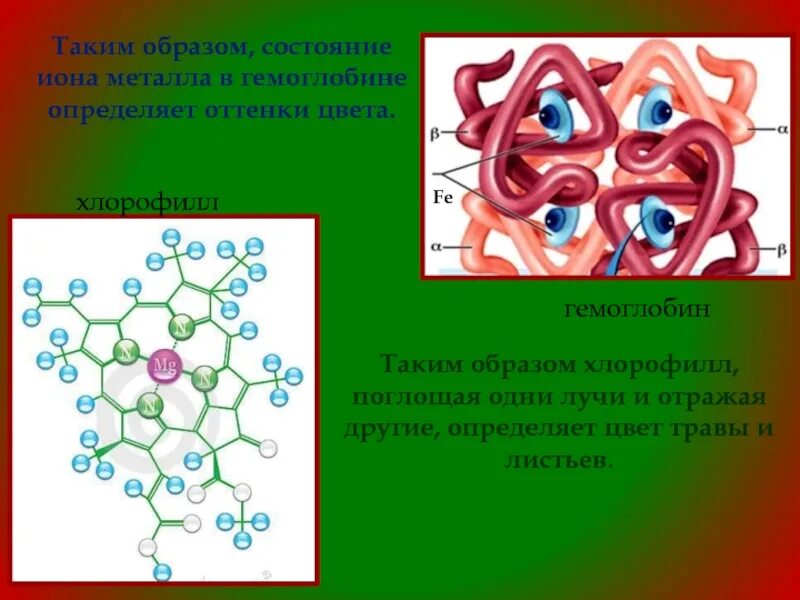 Ионы железа входят в состав гемоглобина крови. Молекула хлорофилла и гемоглобина. Строение гемоглобина и хлорофилла. Строение молекулы хлорофилла и гемоглобина. Формула гемоглобина и хлорофилла.