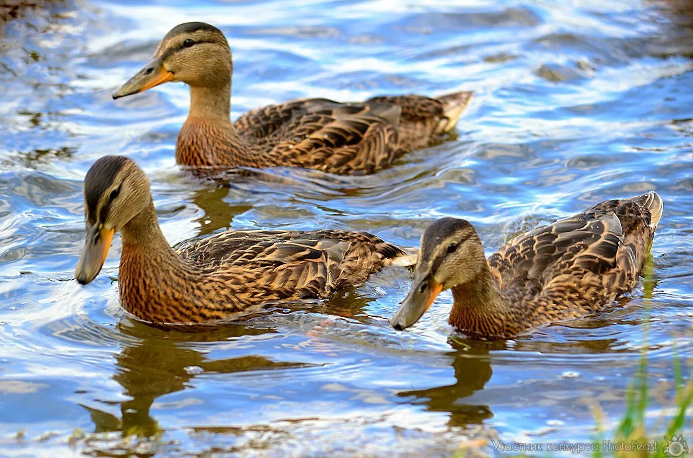 Селезень утка гусь лебедь. 6 2 5 2 7 утка. Утка. Рост гуся. Сколько уток.