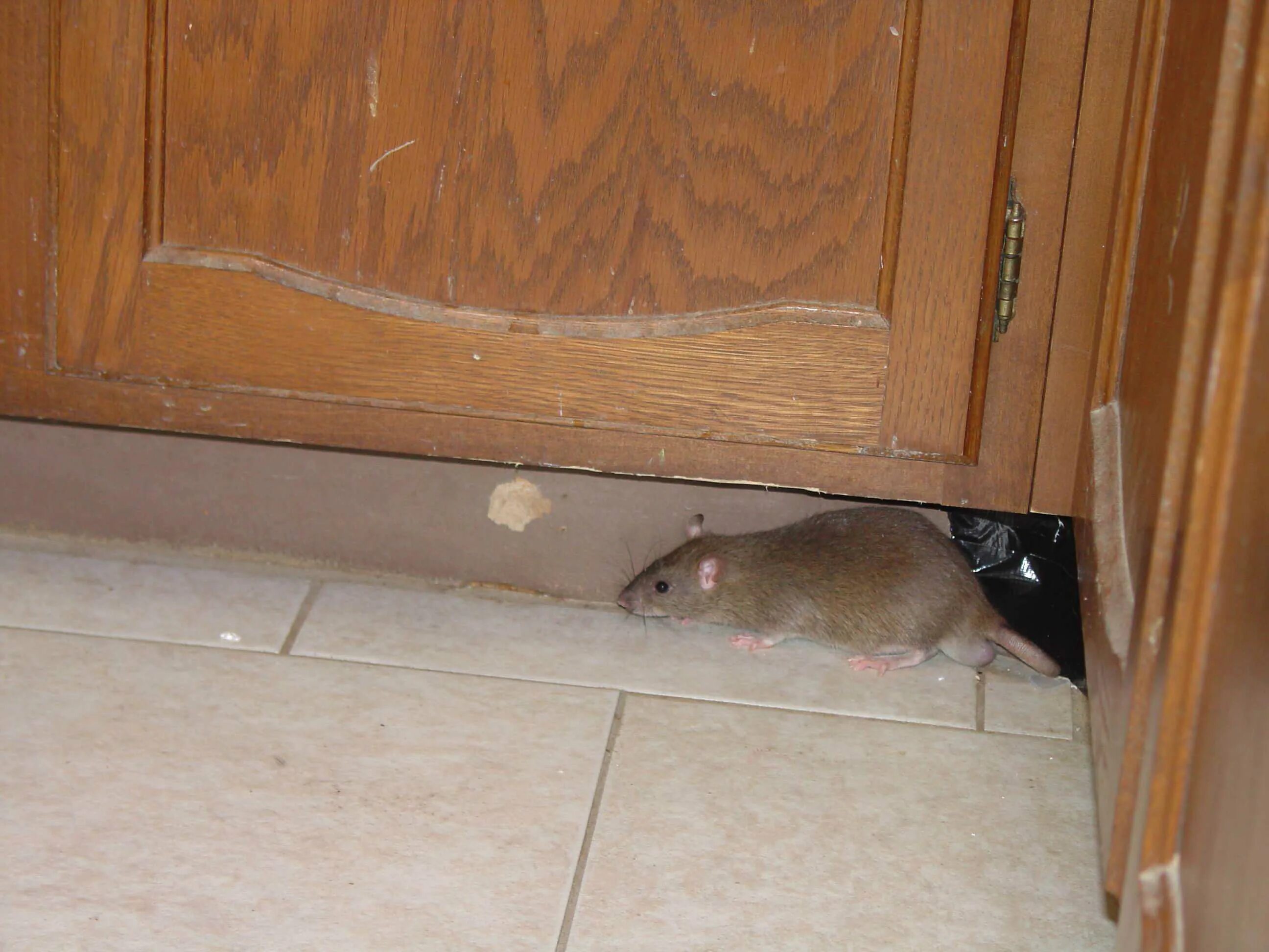 Мышь в квартире. Мыши в доме. Грызуны в квартире.