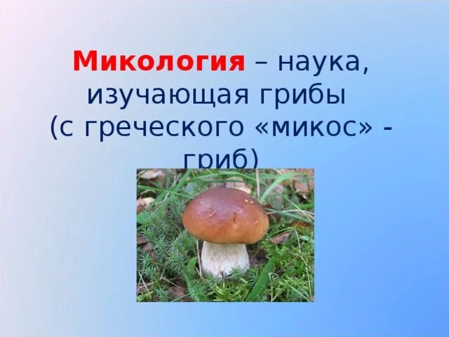 Наука про грибы. Наука о грибах. Микология изучает грибы. Микология это наука. Микология это в биологии.